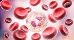 מעכבי PI3K מפחיתים דלקת בכלי הדם in vitro ו-in vivo