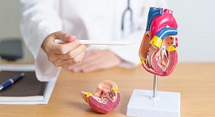 סונגורין מעכב מיטופגיה באי-ספיקת לב כרונית דרך מסלול TBC1D15/Fis1/Rab7A